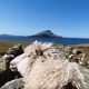“Sheep View 360” (Screenshot: YouTube)